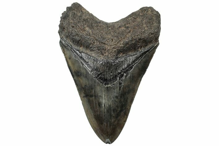 Serrated, Fossil Megalodon Tooth - South Carolina #310412